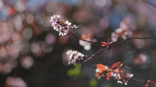 Linda foto em close-up de flores de cerejeira rosa balançando em um dia ensolarado de primavera