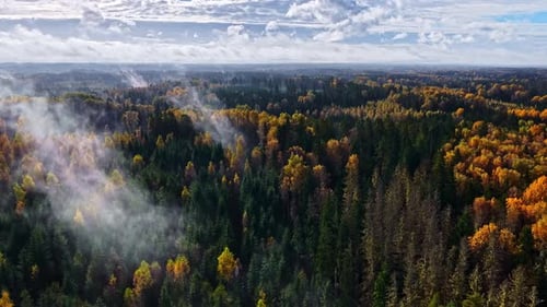 Captivating Aerial View of Foggy Autumn Forest with Vibrant Colors