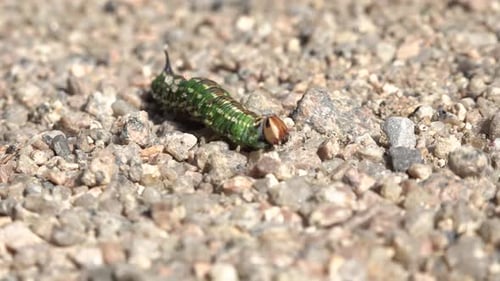 A Green Caterpillar Crawls on the Ground Toward the Camera Closeup