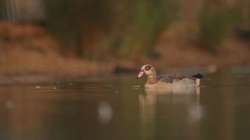 Egyptian Goose Swimming on Lake