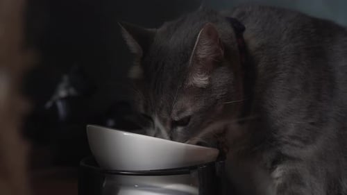 Profile view of cute gray cat eating food from ceramic plate, indoors