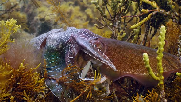 Giant Australian Cuttlefish Sepia apama Migration Whyalla South ...