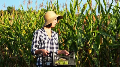 Female Farmer with Plastic Harvest Box Explores Corn Stems While Going at Field Adult Beautiful