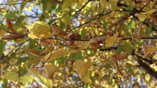 Sunlight Shining Through Green Tree Leaves with Natural Lens Flare in Forest
