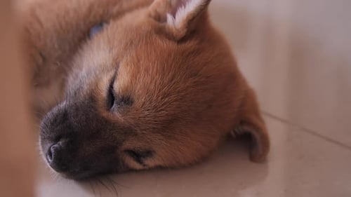 Close-up of Adorable Shiba Inu Puppy Sleeping