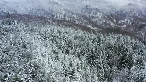 Aerial view of a snowy winter forest surrounded by mountain landscapes
