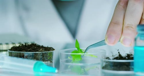 A scientist in a laboratory analyzes the soil and the plants inside to collect the plant DNA. Conc