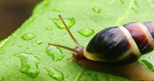 Close Up of Snail Moving on Wet Leaf