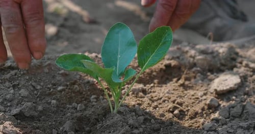 Slow motion close up of a senior male farmer hands planting young seedlings in ecologic garden of