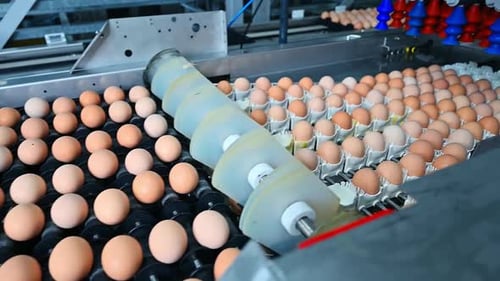 Conveyor line with eggs. Agriculture technology for eggs production inside the poultry factory.