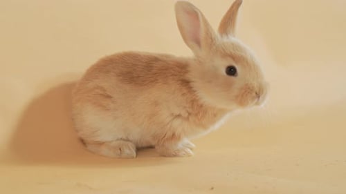 Lone Fluffy Bunny Rabbit exploring its surroundings - Medium close up high angle shot