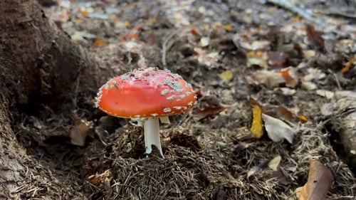 Fly Agaric Mushroom Growing in Forest Environment