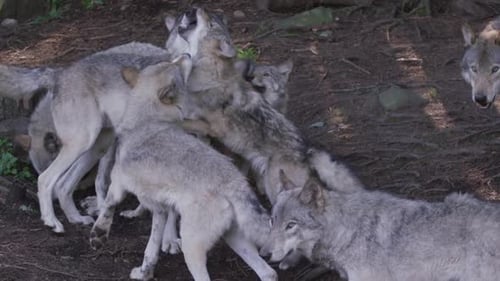 Gray Wolves Interacting in Their Natural Habitat