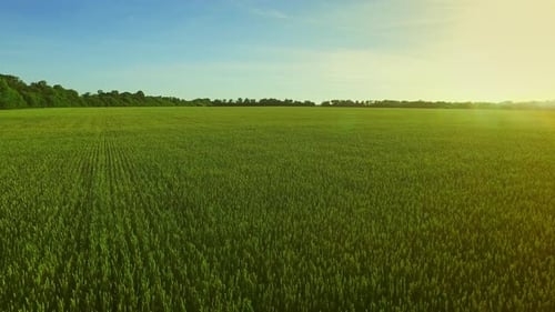 Green wheat field landscape aerial view of summer farming field