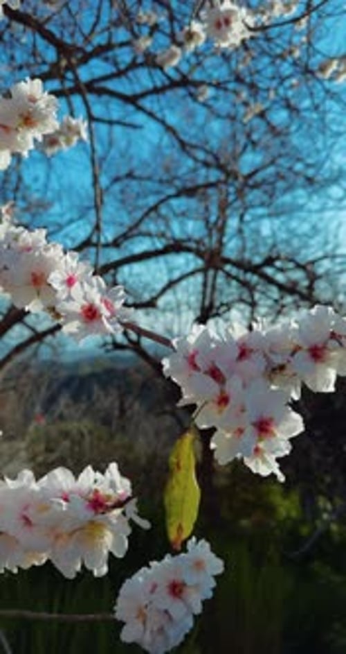 Branch with White Flowers