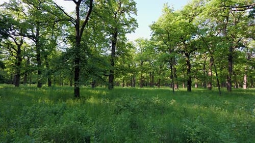 Walk in the summer forest. The rays of the sun break through the branches of trees. Green grass