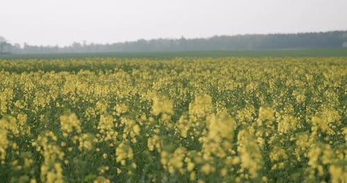 Slowmotion handheld shot of blooming canola rape seed field in the sun