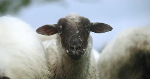 Black sheep portrait standing on a sunny day in the flock with big black ears and nose. A lot of woo