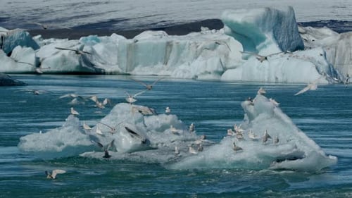 Flock Of Seagulls Flying Under Over Sea And Ice