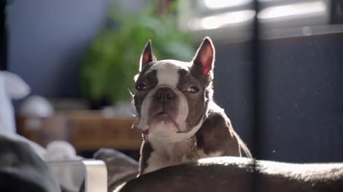 Boston Terrier dog sat on a bed looking to camera and then going to sleep