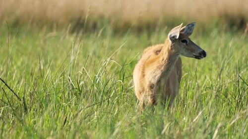 Female Marsh deer (Blastocerus dichotomus) in the wild, grazing on green grass in its natural habita
