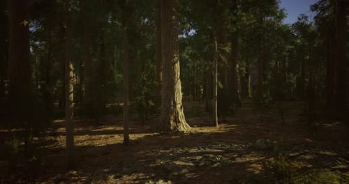 Majestic Trees Stand Tall in a Serene Forest During Golden Hour