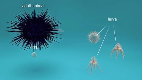 Purple Sea Urchin Life Cycle