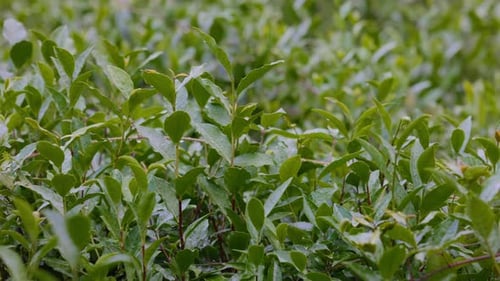 Teeblätter Junge grüne Blätter am Teebusch Nahaufnahme Teeblätter auf Plantagen im Morgenlicht roh
