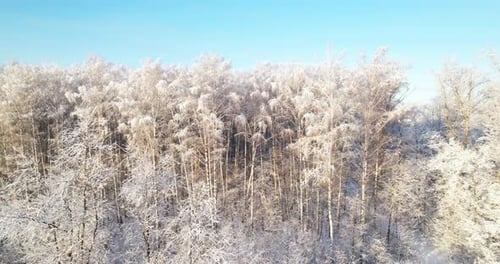Winter Forest on a Sunny Frosty Day