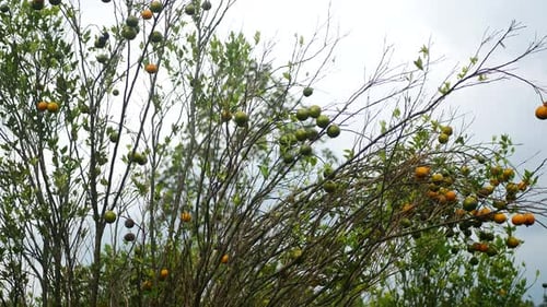 orange garden video