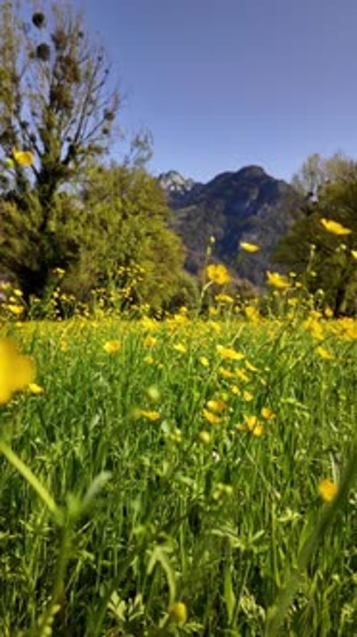 Alpine meadow filled with vibrant yellow wildflowers buttercups set against Swiss Alps mountains