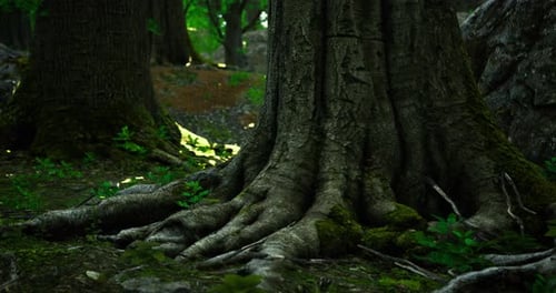 Majestic Tree Roots in a Vibrant Forest During a Sunny Afternoon