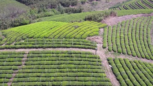 Tea plantation in mountain