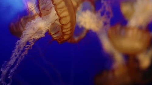 Große gelbe Qualle mit roten und weißen Tentakeln, die auf blauem Hintergrund schwimmen. Handschuss.