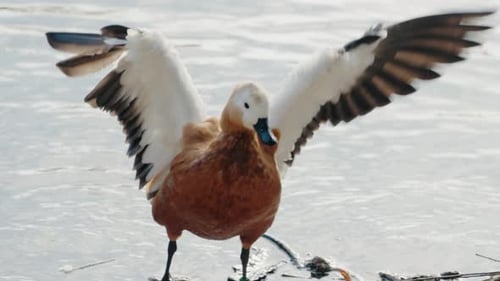 Ruddy Shelduck mit seinen Flügeln am Ufer eines Sees
