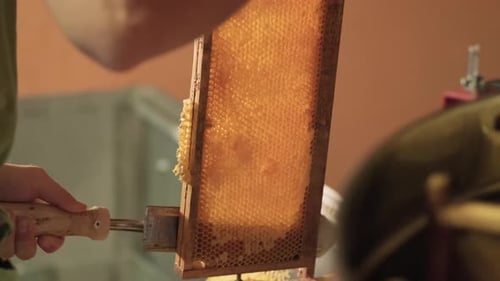 Un apicultor macho usa la mano de un cuchillo y una espátula para obstruir los panales con miel con un marco de cera de madera.