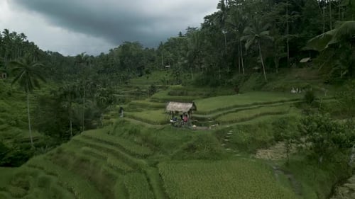 Aerial view of Bali Tegallalang rice terraces, Indonesia.