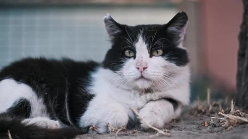 Portrait einer streunenden Katze