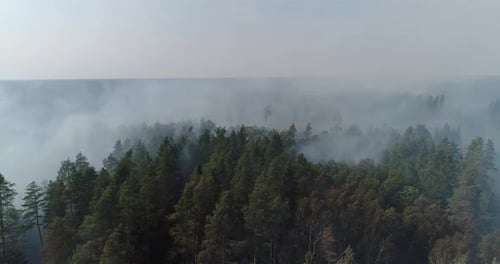 Forest in fire, burning trees, bushs, burning dry grass in the peatbog. Heavy smoke against sky. dro