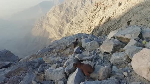 Shot of mountain range with goats