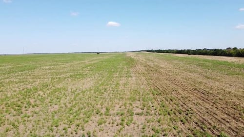 Blue Tractor O.A. Planting Canola On No Till Field
