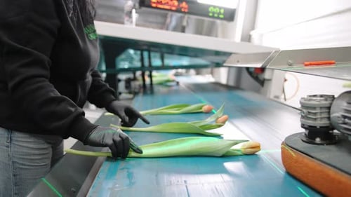 Woman Arranges Tulips on a Production Line