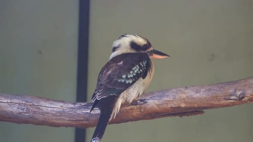 Close up shot of an Australia native bird species, laughing kookaburra, dacelo novaeguineae perching