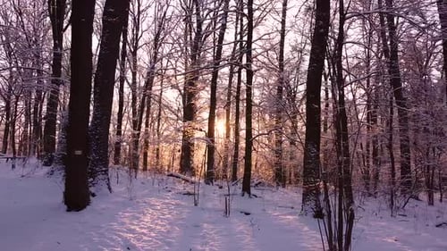 Beautiful and chaotic forest covered with snow and backlit with the sun twinkling between tree trunk