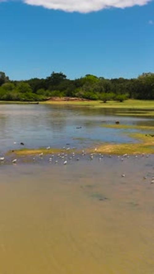 Tropical Landscape with a Lake and Birds Sri Lanka