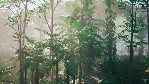 Lush Green Forest Landscape