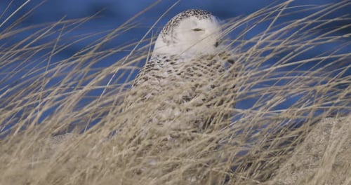 Snowy owl resting among tall golden grass on a clear winter day with blue sky background