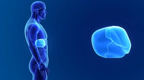 Visualisation médicale de l'anatomie interne du foie humain