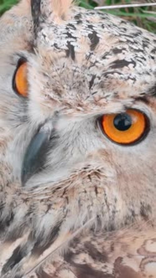 Portrait of Owl sits on ground, hiding in thick grass during wind and staring intently in lens