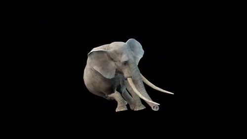 Elefante herido